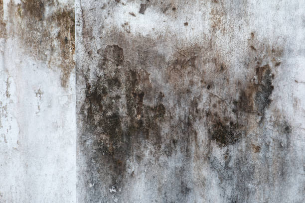 Best Mold Damage Restoration  in Cutchogue, NY