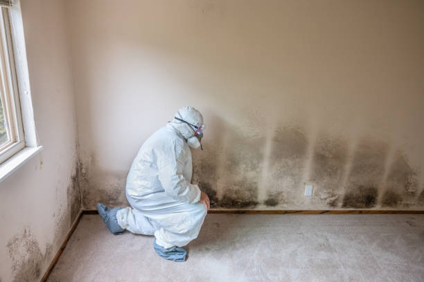 Best Black Mold Removal  in Cutchogue, NY